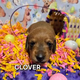 Clover-wirehair - Red female Dachshund puppy in Blair, Oklahoma from North Fork Doxies-Okla