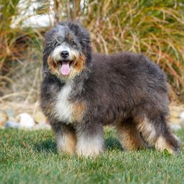 Mayzie - Bernedoodle