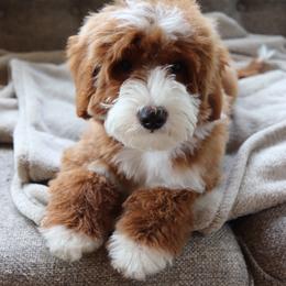 Goldendoodle Puppies from Cedarcrest Goldendoodles