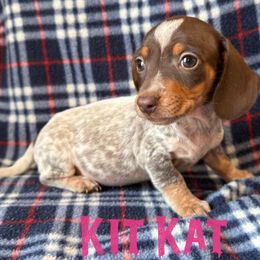 Kit Kat - Piebald female Dachshund puppy in New Mexico from Long Dog Ranch