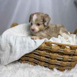 Diva - Red tri-color female Aussiedoodle puppy in Los Angeles, California from LA’s Favorite Puppies