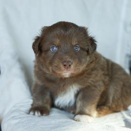 Puppy 1 - Red tri-color female Australian Shepherd puppy in Avoca, Iowa from Danker Farms