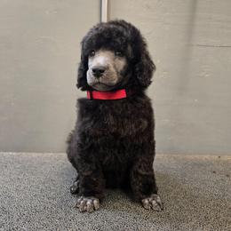 Red Collar - Silver female Poodle puppy in Patterson, California from Paterson Poodles