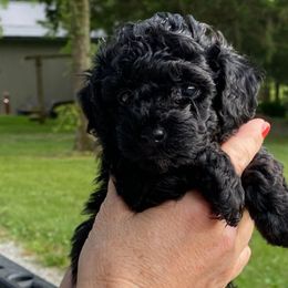 Girl 2 - Black female Poodle puppy in Spring Hill, Tennessee from Duke's Mini & Toy Australian Shepherds & Aussiedoodles