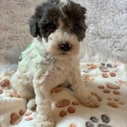 Snow White - Merle female Cockapoo puppy in Adrian, Oregon from ApplebyFarm