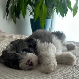 Boy 1 - Blue merle male Aussiedoodle puppy in Scottsboro, Alabama from Lisa’s Curly Puppies