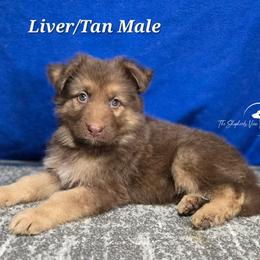 LiverTan - Liver male German Shepherd puppy in Matteson, Illinois from The Shepherds View