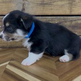BLUE boy - Black and tan male Pembroke Welsh Corgi puppy in Guilford, Indiana from Manning Family Farm