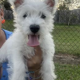 Luke - White male West Highland White Terrier puppy in New Orleans, Louisiana from Amazing Grace Westies