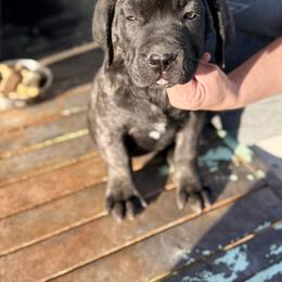 Boy4 - Black brindle male Cane Corso puppy in Granbury, Texas from Revolutions Kennel