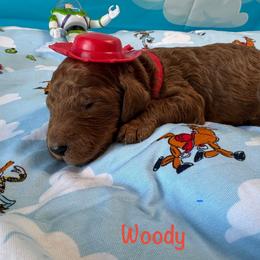 Woody - Red  male Poodle puppy in Houston, Texas from McEnery Standard Poodles
