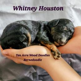 Whitney Houston - Tri-color female Bernedoodle puppy in Pollock Pines, California from Ten Acre Wood Doodles