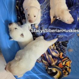 Cloud - White female Siberian Husky puppy in Savannah, Georgia from Stacy's Siberian Huskies
