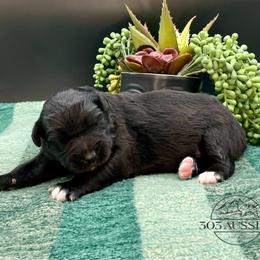 Onyx - Black male Australian Shepherd puppy in Thornton, Colorado from 303 Aussies