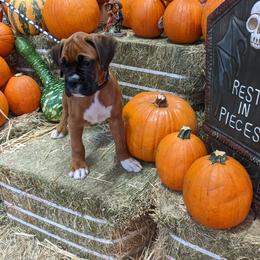 Boxer Puppies from Mircoa Boxers