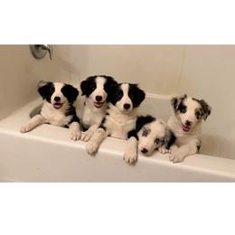 Border Collie Puppies from Cahill’s Canines