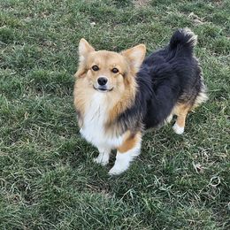 Ember - Pembroke Welsh Corgi
