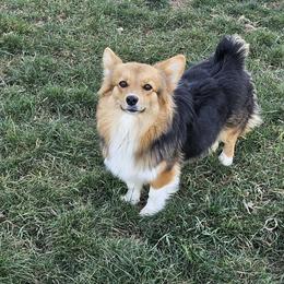 Ember - Pembroke Welsh Corgi