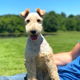 Hazy - Lakeland Terrier