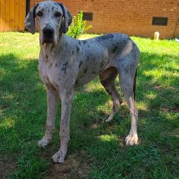 Jasmine - Great Dane