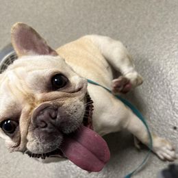 Boston Terriers and French Bulldogs from Classic Boston Terriers and French Bulldogs
