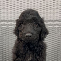 June - Black female Goldendoodle puppy in Cocoa, Florida from The Coastal Homestead