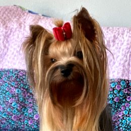 Eva - Yorkshire Terrier