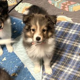 Skittles - Sable and white female Shetland Sheepdog puppy in Wolcott, Indiana from Southside Shelties
