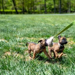 Belgian Malinois Puppies from Hershel's