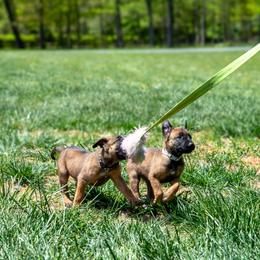 Belgian Malinois Puppies from Hershel's