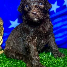 Vinicius junior (Brazil) - Chocolate male Labradoodle puppy in Kingston, Georgia from CC Familydoodles