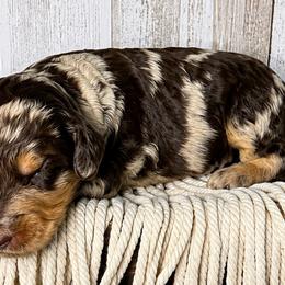 Aussiedoodles, Australian Mountain Doodles, Bernedoodles, and Miniature American Shepherds from Rose Creek Mini Aussies and doodles