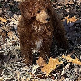 Kizzie - Red  female Poodle puppy in Cabool, Missouri from Rafter B Farms
