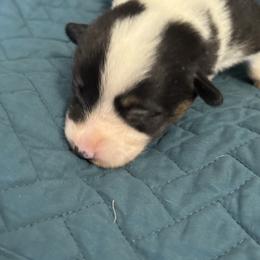 Orange - Black and tan male Pembroke Welsh Corgi puppy in Early, Texas from Mitchell Corgis
