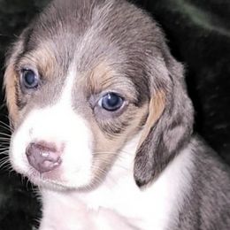 Beagles from Bautista's Beagles