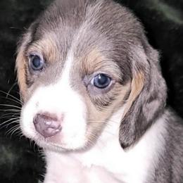 Beagles from Bautista's Beagles