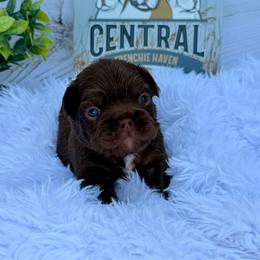 Blue collar - Liver male French Bulldog puppy in Jefferson City, Missouri from Central Frenchie Haven