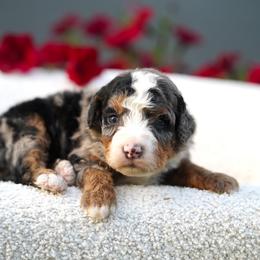 Cash - Blue merle male Bernedoodle puppy in Spokane, Washington from Lilac City Doodles