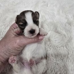 Rusty - White and red male Papillon puppy in Hollister, Missouri from Swan Creek Kennel