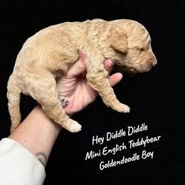 Hey Diddle Diddle - Red  male Goldendoodle puppy in Grove, Oklahoma from Guinn Family Farms