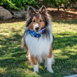 Bandit - Shetland Sheepdog