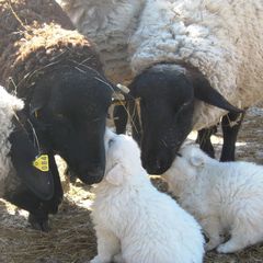Maremma Sheepdog Puppies from Stoneybrook Working Dogs