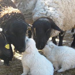 Maremma Sheepdog Puppies from Stoneybrook Working Dogs