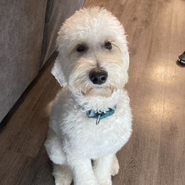 Marley - Goldendoodle