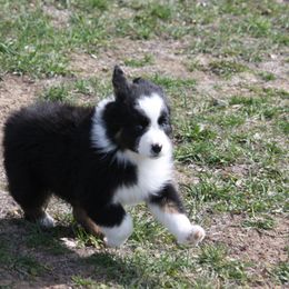 Australian Shepherd Puppies from Flying L Aussies