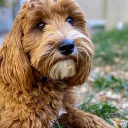 Goldendoodles from Pupoodles