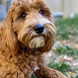 Goldendoodles from Pupoodles