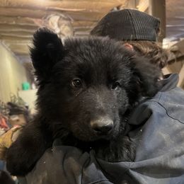 CLYDE - German Shepherd