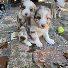Australian Shepherd Puppies from 2 Happy Aussies