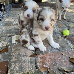 Australian Shepherd Puppies from 2 Happy Aussies